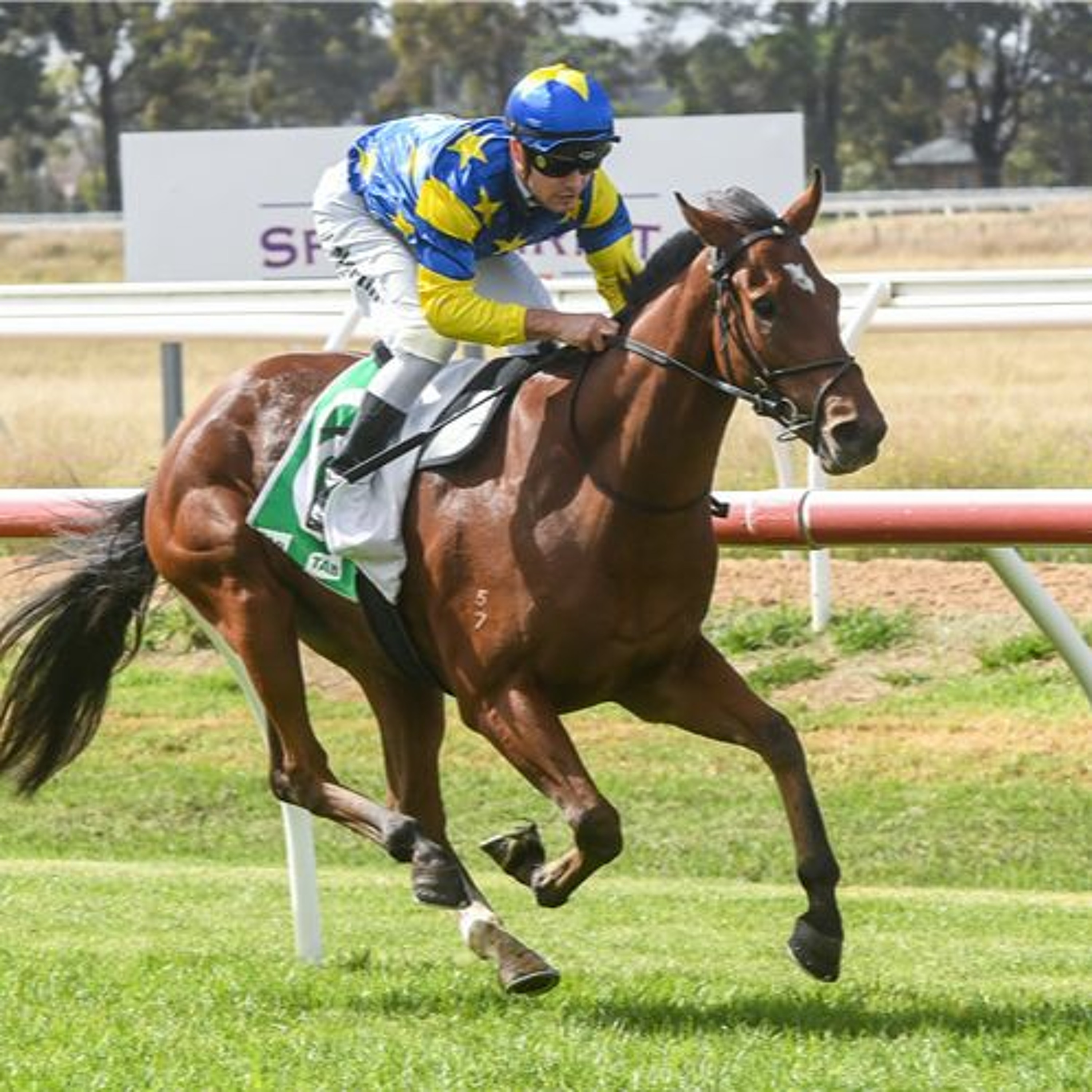 Bendigo Cup Day Punting Preview