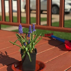 Mothers Day .