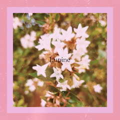 ルピナス(Lupine)