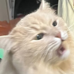 엇갈려도 걷자 - 강권희 (demo.ver)