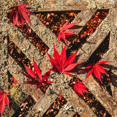 No (I'm Never Gonna Blame You) [demo]