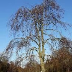 Salix