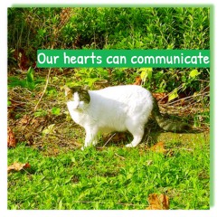 Our hearts can communicate