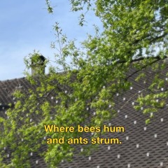 Where bees hum and ants strum (Fäfä 2025)