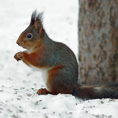 Squirrel smacking