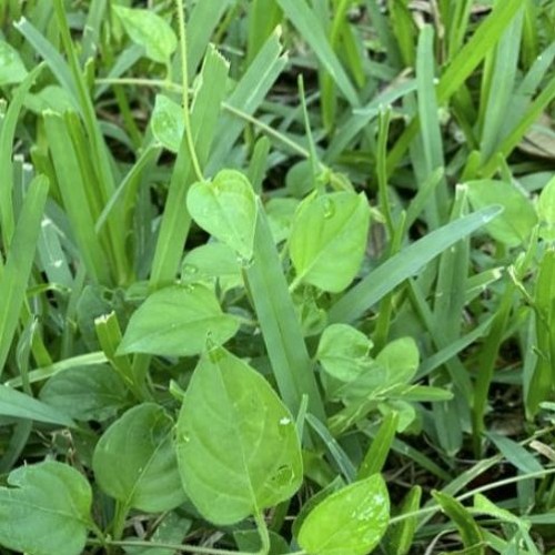 In The Weeds, Fingers Entangled Firmamently