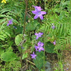 Spreading Bellflower (live)