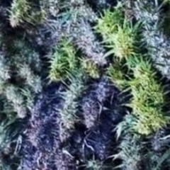 Misty Plains - Rough Mix