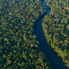 Dusk in the Amazon rainforest