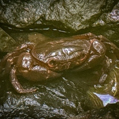 Cascade (black water)
