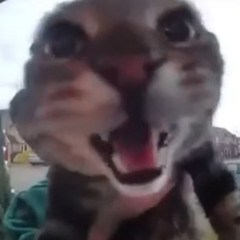 Catharsis 2 [Joke cover]