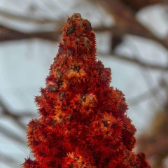 Prayer For Melting ICE