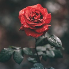 Purplenova - Roses (UM) (FREE DL)