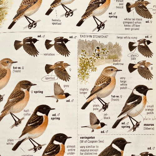 Birdwatching