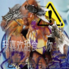 CAROLINA洋甘菊茶