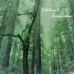 Gobelinus h. - Sempervirens -