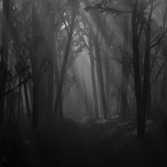 ShwartziWald - A Deep Night Set