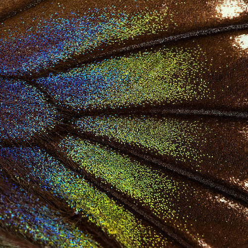 on a butterfly's wing