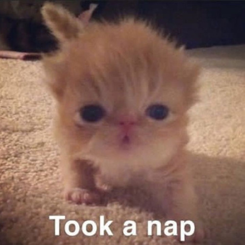 All I meow about is you