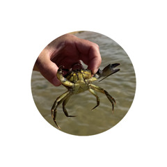 flying crab