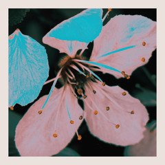 PREMIERE: Emancipator & Koresma - Cherry Blossom [Loci Records]