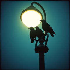 Crows in the CCTV