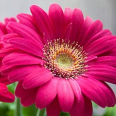 NaXny x 29ine - shed a tear