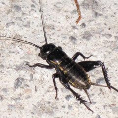 Black Crickets