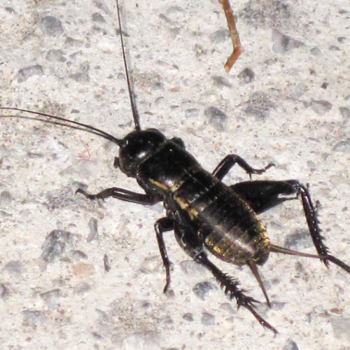 Black Crickets