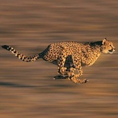 Cheetah/elph
