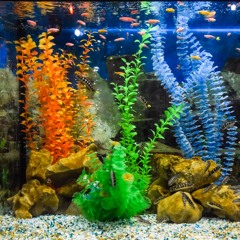 Fish Tank Go Rumble