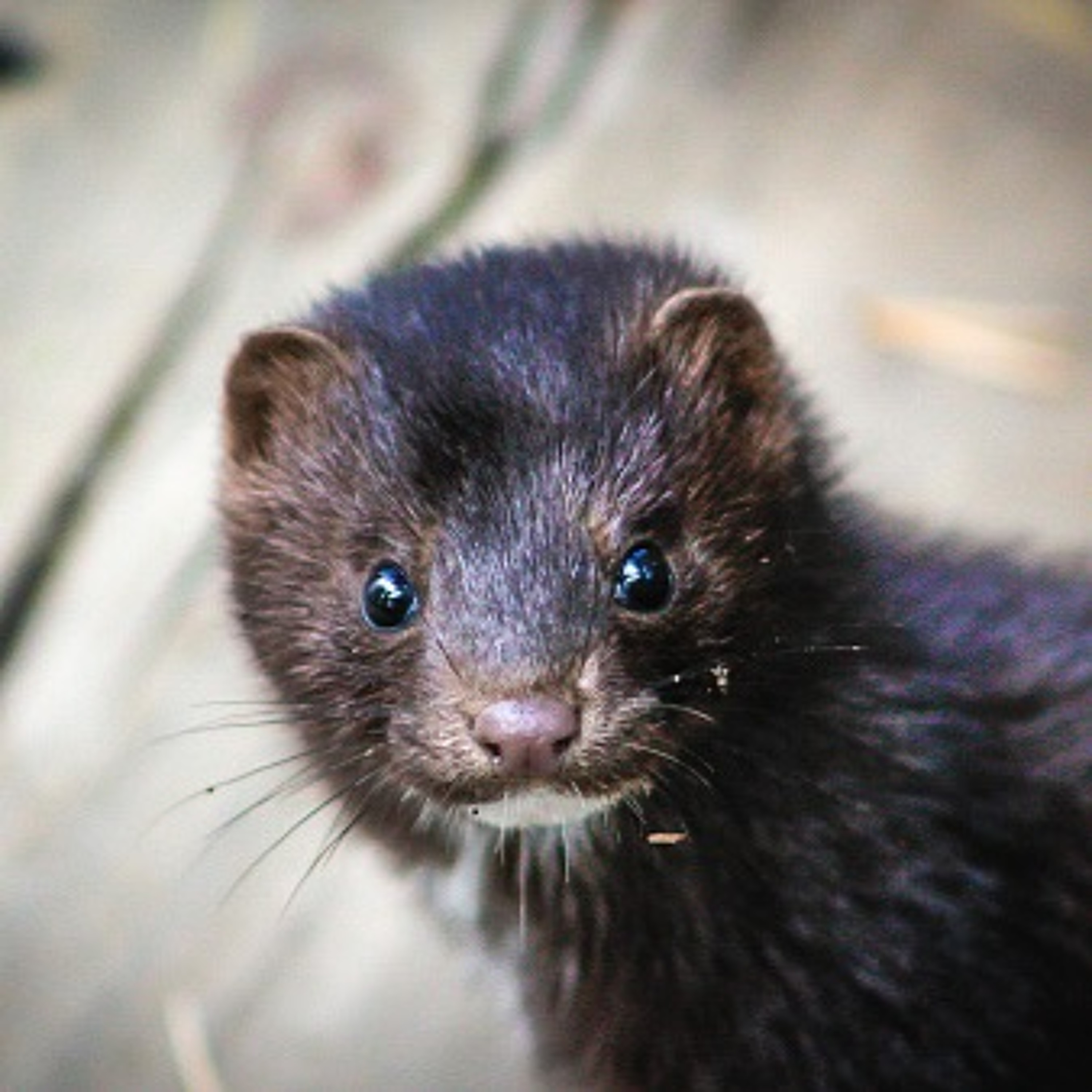 Quattro Stagioni 60: Che cosa c'è dietro a una pelliccia (11.11.2021)