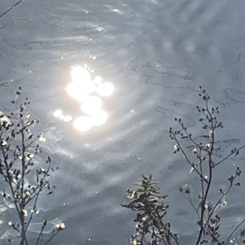 海月