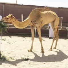 ‎⁨⁠صالح ال مانعه - ختامي الشحانية - 2024⁩.