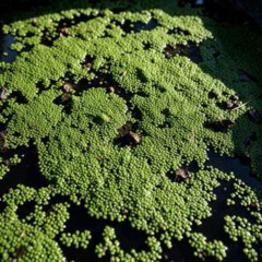 DUCKWEED CARTEL