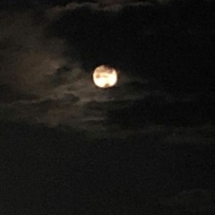 Lovely By Billie Eilish (TQO Cover)