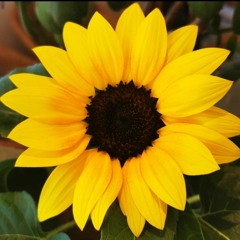 Sunflower Girl 🌻Power 💖✨