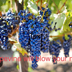 grapevine blow your mind