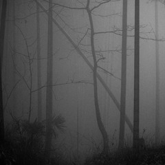 Shadows In The Fog
