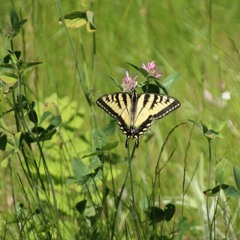 What Is Your Precious Life For? - Soryu Forall