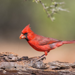 How Seasonal Lighting Affects Cardinal Visibility?