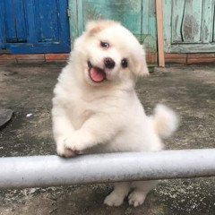 점박이 강아지 (Prod.by 107)