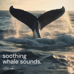 Soothing Whale Sounds
