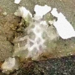 yedi kocalı hürmüz ft. lask