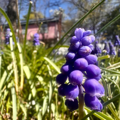 wandering wondering swooping