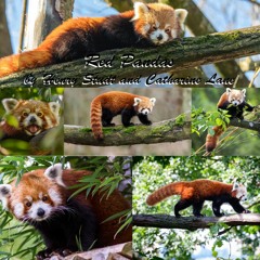 Red Pandas
