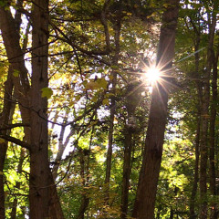 Woodland Medley