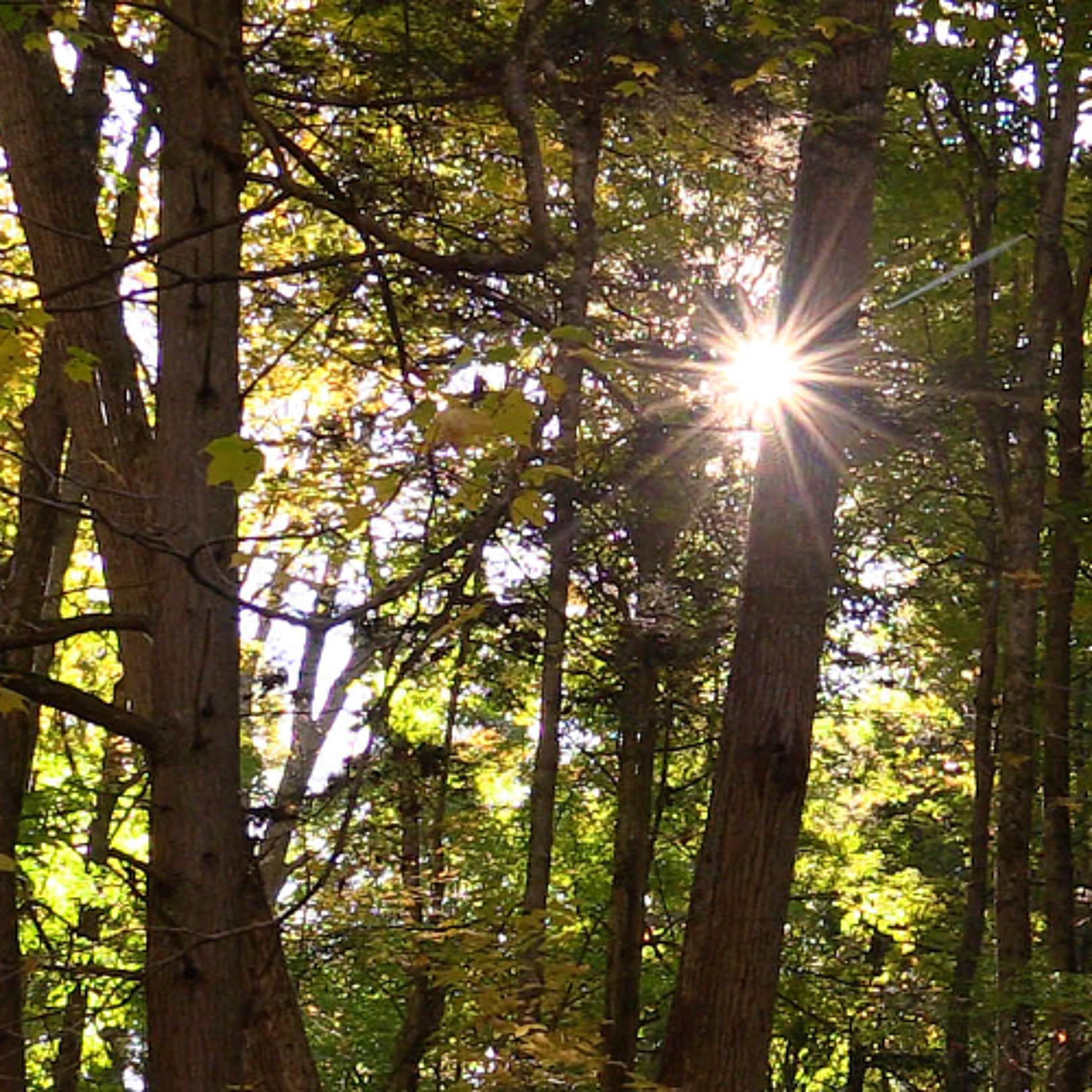Music of Nature Podcast