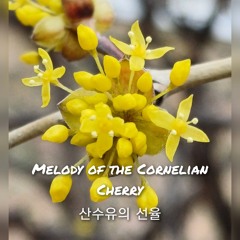 산수유의 선율(Melody of the Cornelian Cherry)