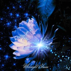 Midnight Bloom